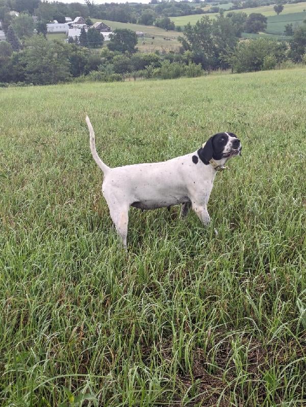 English Pointer