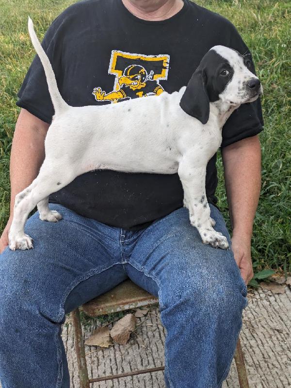 English Pointer