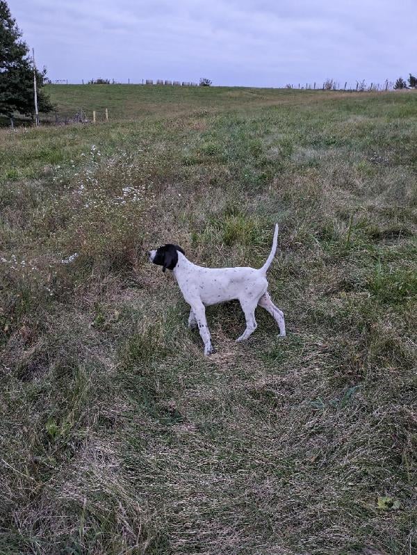 English Pointer