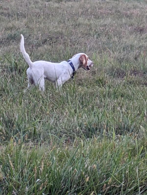 English Setter