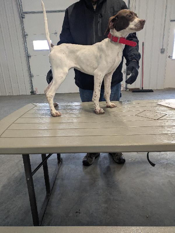 English Pointer