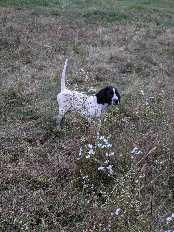CROSSWIND JIM X BLUECREEK BABE PUPS: English Pointer