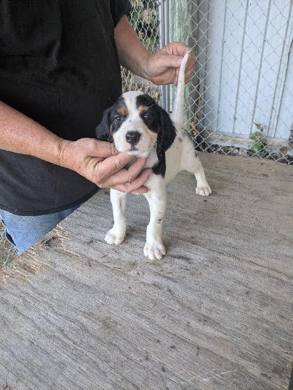 English Setter