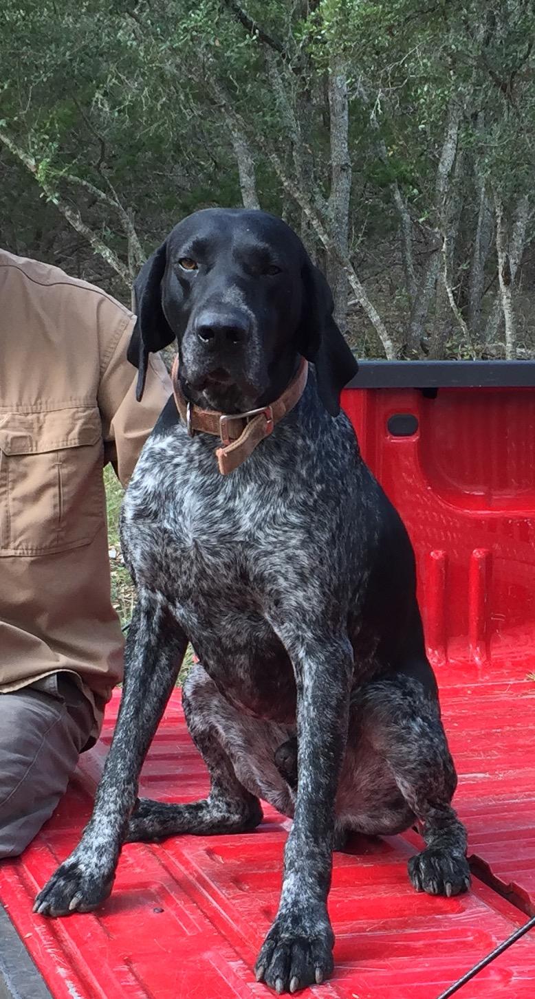 HUNTING DOGS FOR SALE Gun dogs, Bird Dogs, Field Dogs and Sporting Dogs.