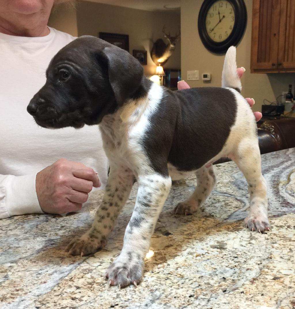 Akc German Shorthaired Pointer Ruger