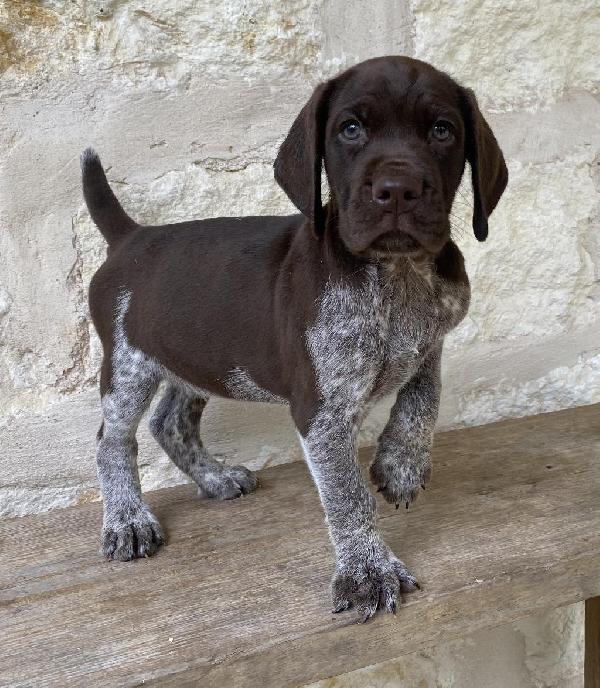 German Shorthaired Pointer Puppies Breeders Near Me