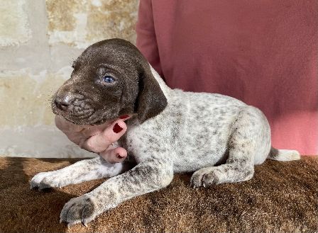 German Shorthaired Pointer - Puppies For Sale