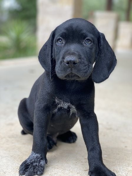 German Shorthaired Pointer