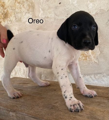 German Shorthaired Pointer