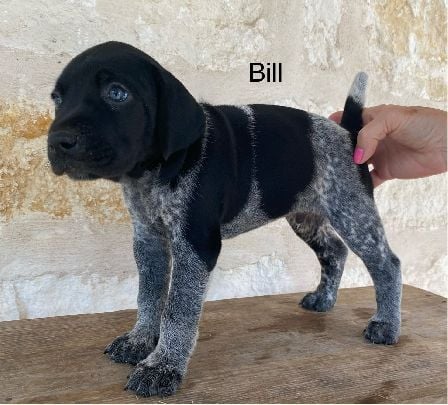 German Shorthaired Pointer