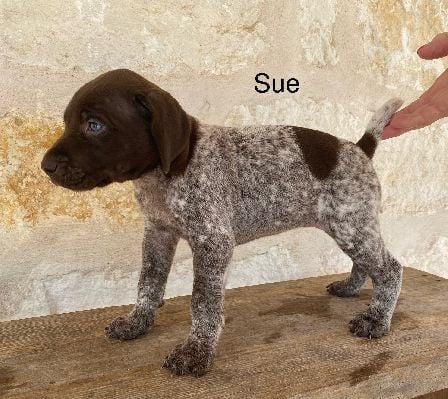 German Shorthaired Pointer