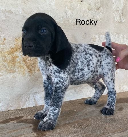 German Shorthaired Pointer