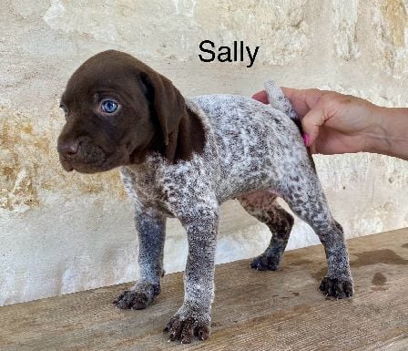 German Shorthaired Pointer