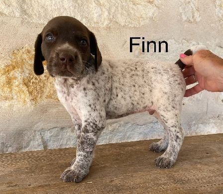 German Shorthaired Pointer