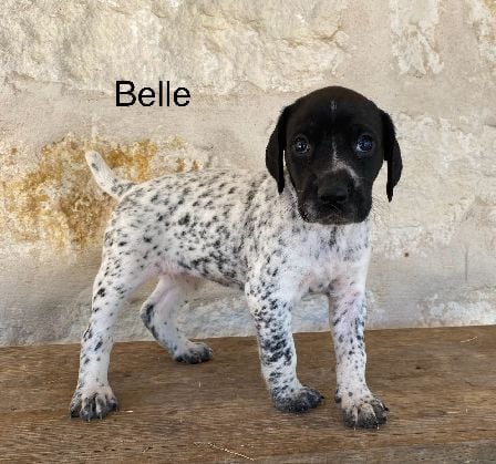 German Shorthaired Pointer