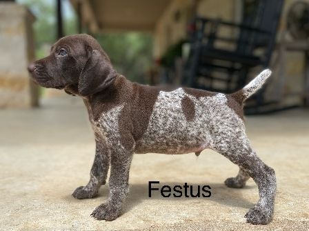 German Shorthaired Pointer
