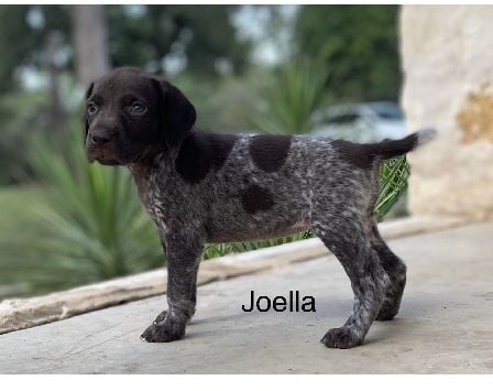 German Shorthaired Pointer