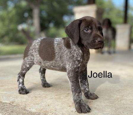 Joella