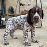 Rooster Right Side.jpg