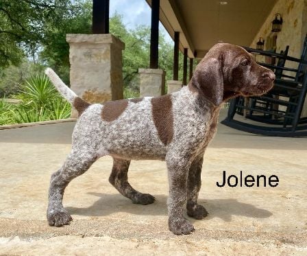 German Shorthaired Pointer