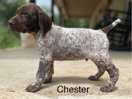German Shorthaired Pointer