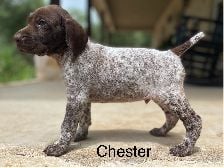 Colts Chester