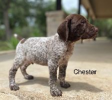 Chester