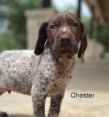 Chester