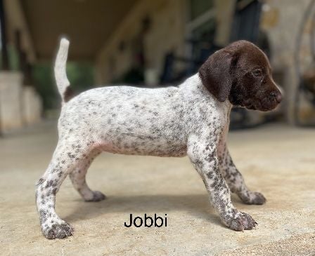 German Shorthaired Pointer