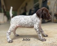 COLTS JOBBI 