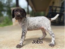 Jobbi