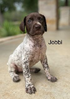 Jobbi