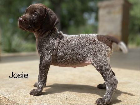 German Shorthaired Pointer