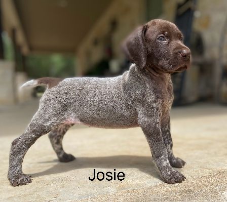 Josie
