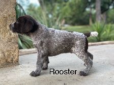 Rooster