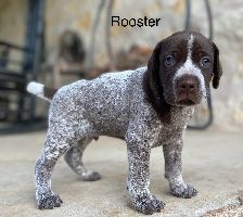 Rooster