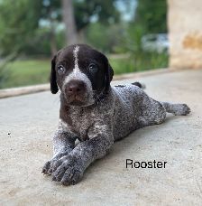 Rooster