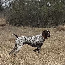 The Sire Maximilian 