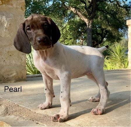 German Shorthaired Pointer