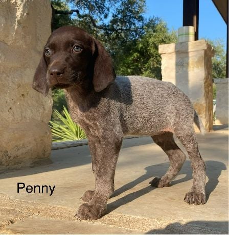 German Shorthaired Pointer