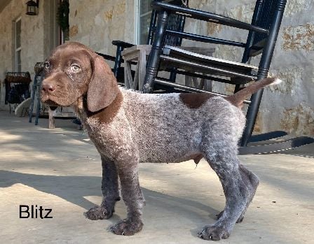 German Shorthaired Pointer