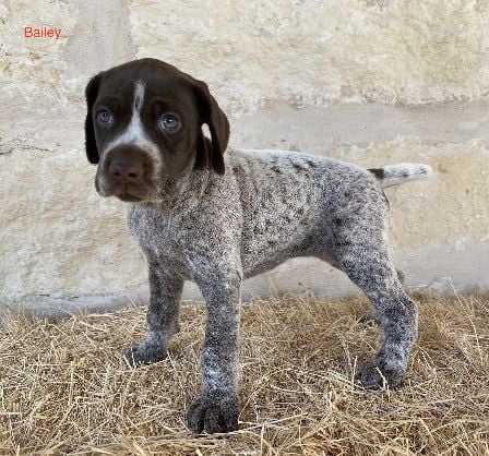 German Shorthaired Pointer