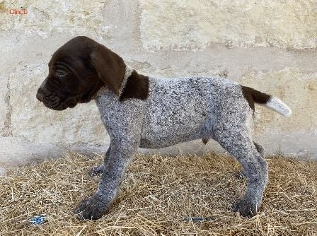German Shorthaired Pointer