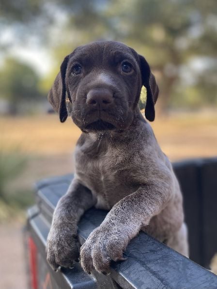 German Shorthaired Pointer