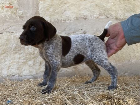 German Shorthaired Pointer