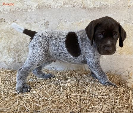 German Shorthaired Pointer
