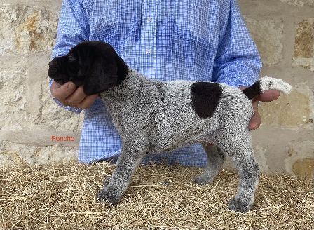 Poncho Left Side Hay