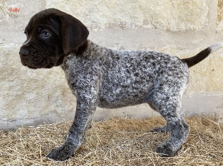 German Shorthaired Pointer
