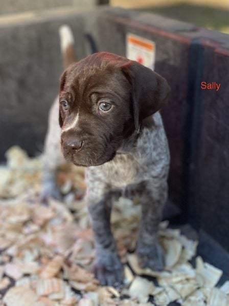 German Shorthaired Pointer
