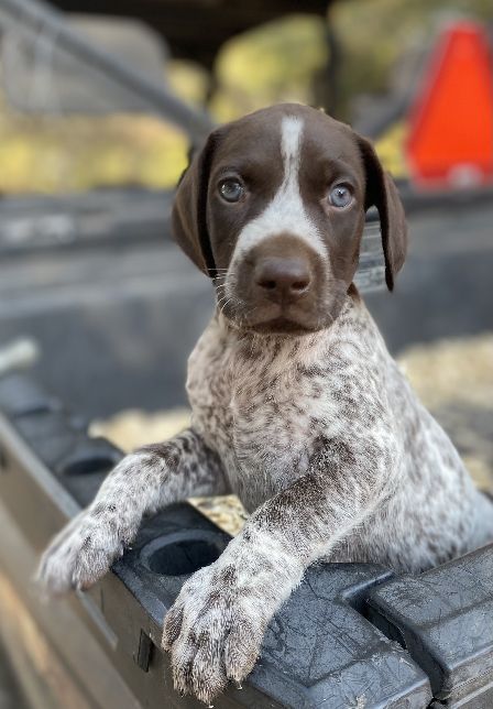German Shorthaired Pointer